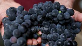 ¿Por qué se comen 12 uvas a medianoche y cuál es su origen?