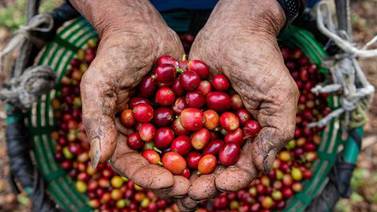 Cosecha de café 2023-2024 se reducirá 12% debido a afectaciones provocadas por lluvias