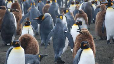 Banda de metal para identificar a pinguinos los perjudica