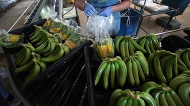 Exportación bananera cayó menos de lo estimado en el 2019