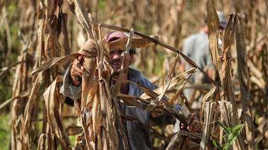 Precios del maíz bajan a mínimos en tres años ante aumento en previsiones de cosecha mundial