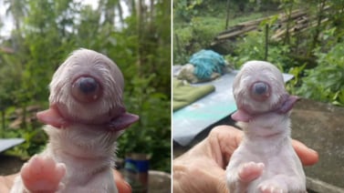 La historia de Cíclope, el perrito que nació con un solo ojo, dos lenguas y sin nariz