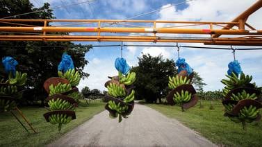 Standard Fruit cierra dos fincas en Guápiles y despide a 111 empleados 