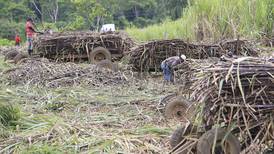 Brasil abordará salvaguardia al azúcar impuesta por Costa Rica en próxima reunión de la OMC 