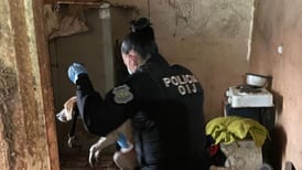 Mujer tenía 26 perros y cuatro gatos en pésimas condiciones dentro de su casa en Tibás