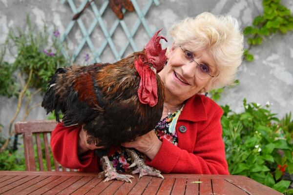 El gallo Maurice con su dueña, Corinne Fesseau, en su casa en Saint-Pierre-d'Oleron en La Rochelle, al oeste de Francia. XAVIER LEOTY / AFP