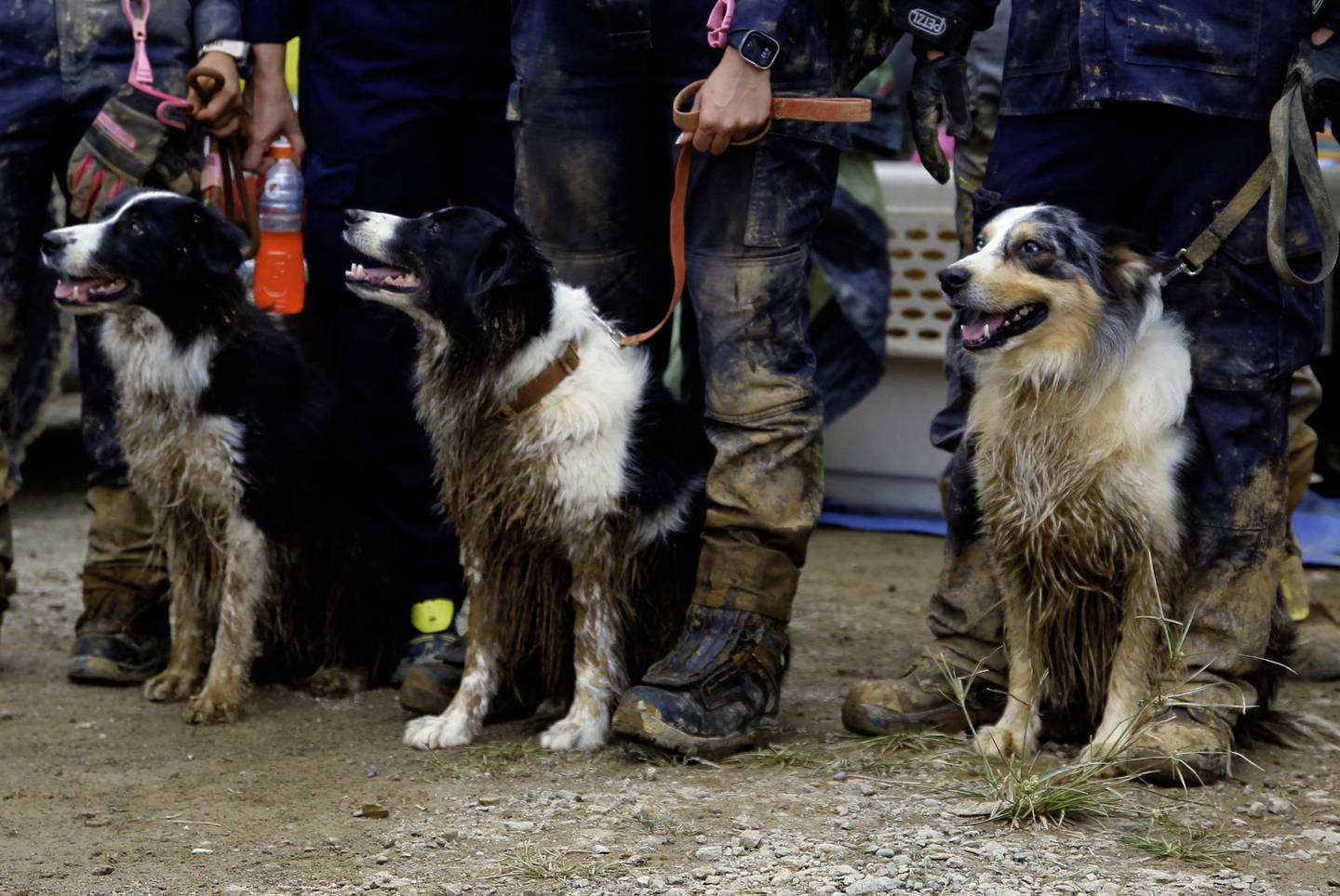 Los perros de los equipos de rescate descansan después de buscar a personas atrapadas en la zona de un deslizamiento de tierra en la carretera entre Quibdó y Medellín.