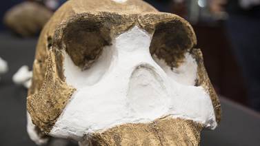 Huesos en cueva de Sudáfrica revelarían  otro ancestro humano