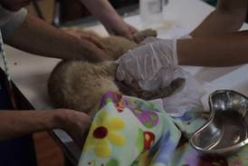 Un hospital de campaña asiste a los animales heridos en los incendios de Chile