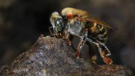 Sala IV ordena estudio para determinar impacto de insecticida en las abejas