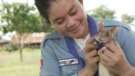 Muere Magawa, rata detectora de minas declarada héroe nacional en Camboya