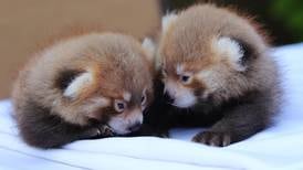 Zoológico de Nueva York luce sus crías de panda rojo