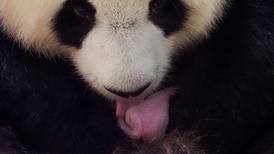 Dos pandas gemelos nacen en zoológico de Francia