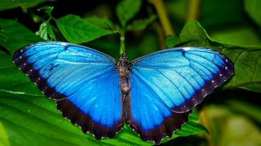 Mariposa morpho se convierte en nuevo símbolo nacional