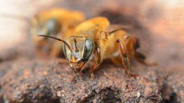 Meliponas, abejas ticas protagonistas de polinización y productoras de miel ‘exótica’