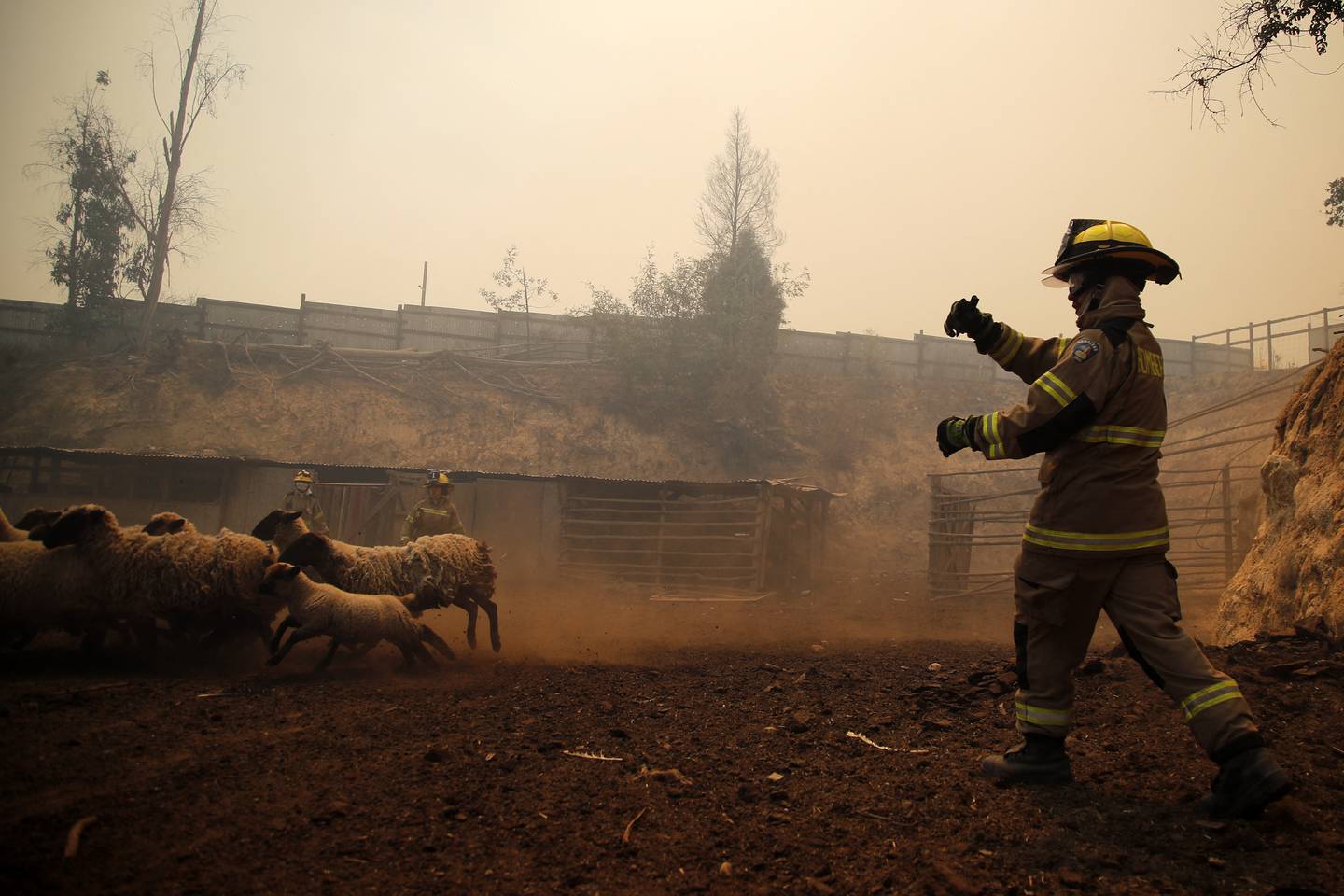 Más de 40 fallecidos y caos en Chile por incendios forestales.