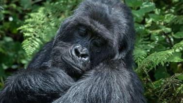 Los bosques de Ruanda se quedan pequeños para la creciente población de gorilas