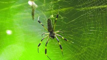 El veneno de una araña podría disminuir efectos de un derrame cerebral