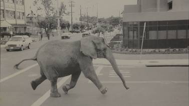 ‘La historia de Tyke’: un elefante entra corriendo a una calle