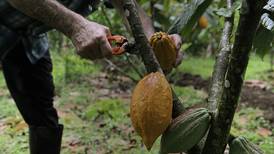 Cacao de Costa Rica se aferra a la calidad para mantenerse en el mercado