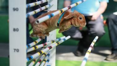 Conejos  cautivaron con saltos de tres metros