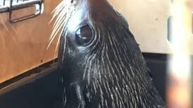 Murió hembra de lobo marino rescatada en Osa