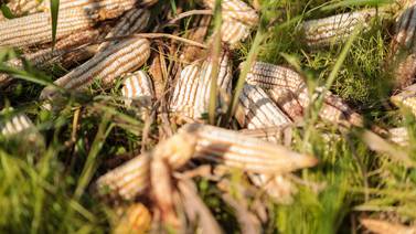 Importaciones de maíz ganan terreno mientras áreas de siembra van en declive
