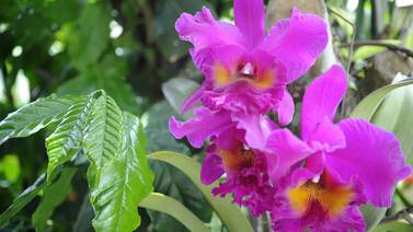 Festival de la Guaria Morada se inicia este viernes en el Jardín Botánico de Orquídeas
