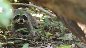 Costa Rica Silvestre enseña a ticos a interactuar con mapaches, zorros y cocodrilos