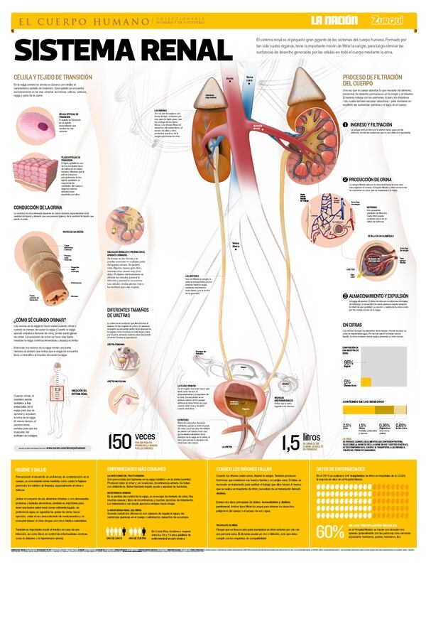 Nuevo Poster De La Nacion Le Trae Detalles Sobre El Sistema Renal La Nacion