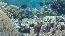 Especie de coral resistiría  el  cambio climático