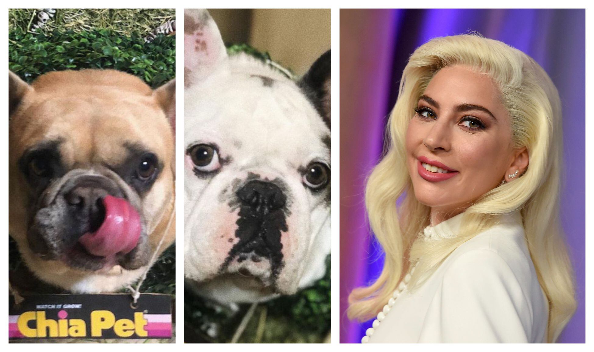 Lady Gaga aseguró que daría una recompensa a quien le regresara a sus perros. 