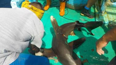 Pescadores ayudan a estudiar tiburones para liberarlos al mar