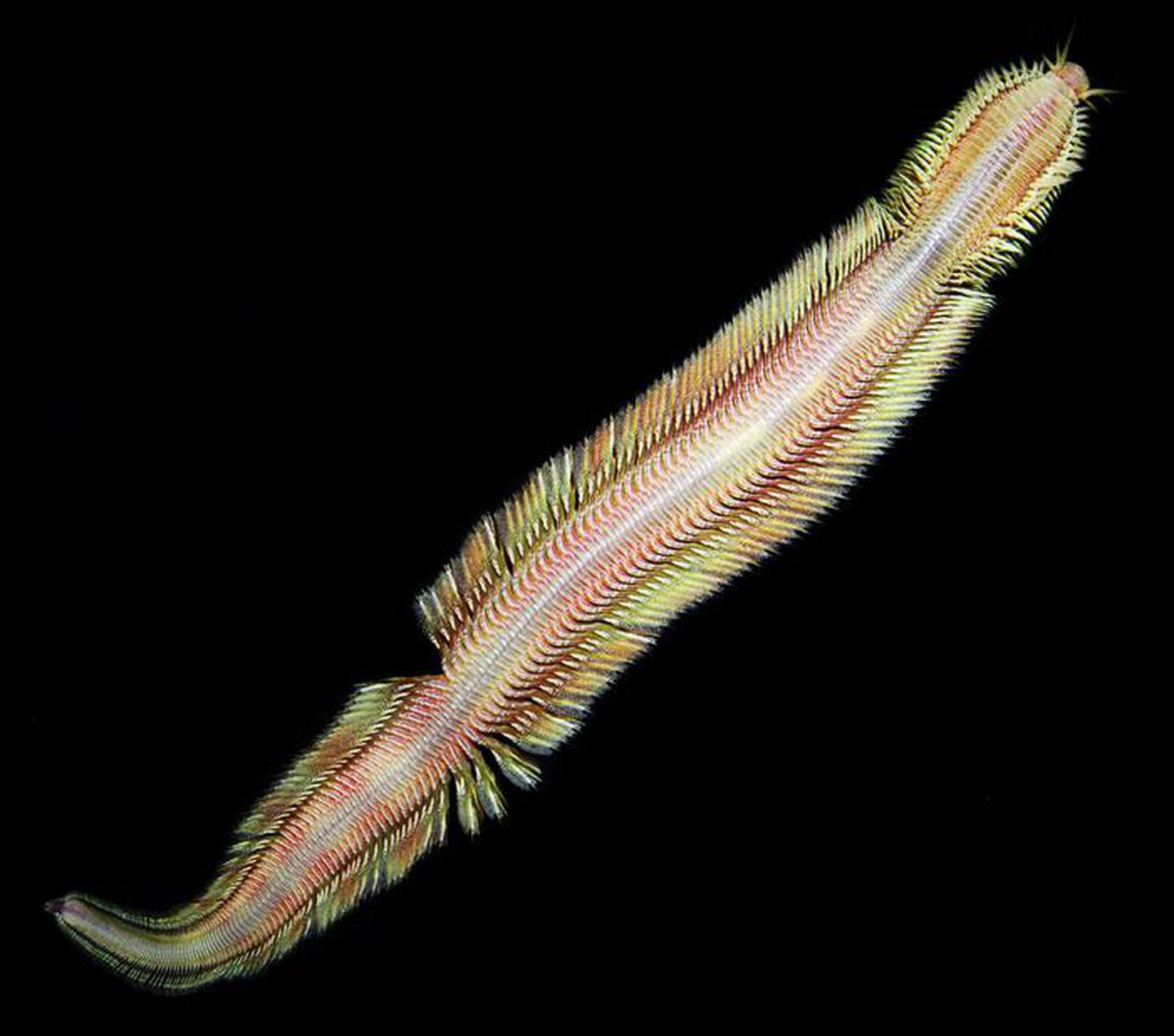 El nuevo gusano marino fue descubierto en las profundidades del mar guanacasteco.

Fotografía: Ekin Tilic