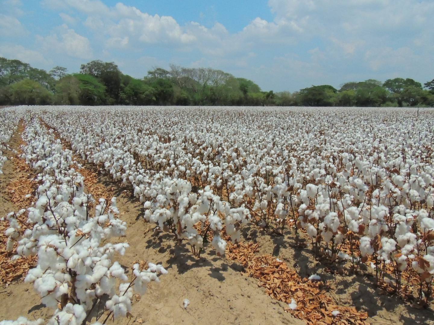 Desde Costa Rica se envían semillas de algodón a EstadosUnidos, donde se realiza una última fase de ensayo en campo previa a la venta comercial. En la imagen, la finca en Chomes, Puntarenas. Foto: Cortesía