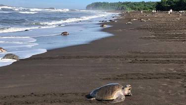 Turismo en Costa Rica: admire en video un manto de tortugas cubriendo playa Ostional por estos días