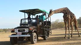 Ver jirafas desde su ‘burbuja social’: Ponderosa Adventure Park ajusta su safari para recibir de nuevo a los turistas