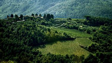 Célebre vino Chianti de Toscana festeja 300 años