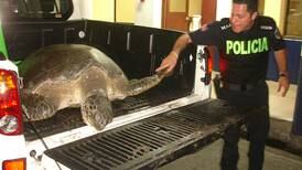    Tribunal condena a dos sujetos por capturar a tortugas marinas 