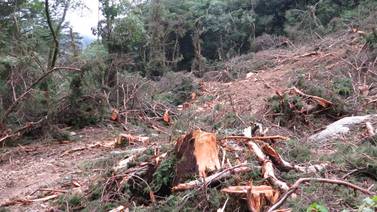 Fiscalía pide suspender del cargo al director de Área de Conservación de Limón por posible tala ilegal en bosque 