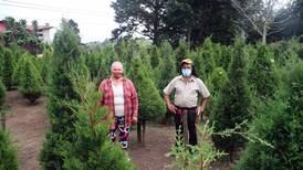 El confinamiento provocó un inesperado resultado en la venta de árboles de ciprés para la Navidad de este 2020