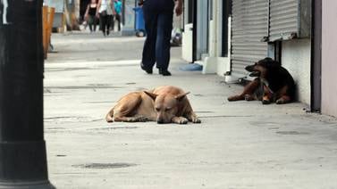 Presencia de perros callejeros disminuyó en zonas urbanas de Costa Rica