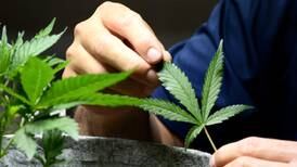 Hallazgos sobre el cultivo del cáñamo en Costa Rica serán revelados en congreso de cannabis