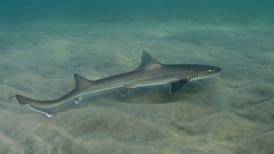 Tiburones y rayas revelan un bajo nivel de metal tóxico en aguas de Costa Rica
