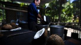 Elaborar aceite de coco: Una tradición de hermanos