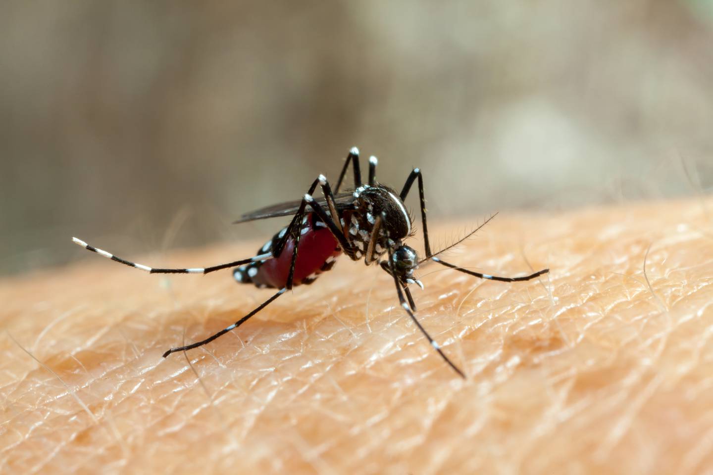El La Organización Panamericana de la Salud (OPS) advirtió durante el mes de marzo que América Latina y el Caribe enfrentarán su “peor temporada de dengue”, con un acumulado de 3.5 millones de casos y más de 1.000 muertes en lo que va del año. Foto: Archivo