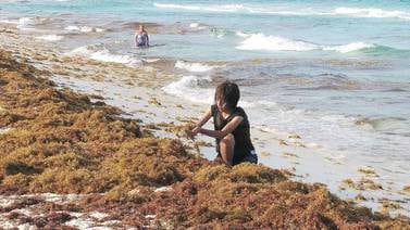 El ‘paso’ del sargazo ahoga el hábitat de los arrecifes