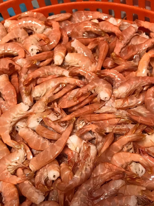 Unas 15 especies distintas de camarón se encuentran en los mares costarricenses. Christian Campos para LN.