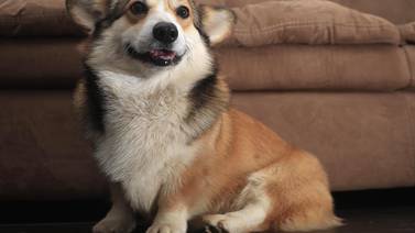 Armani, el perrito ucraniano que nació en la guerra y ahora vive en Costa Rica 