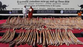 Sri Lanka destruye más de 300 colmillos de elefante para dar ejemplo